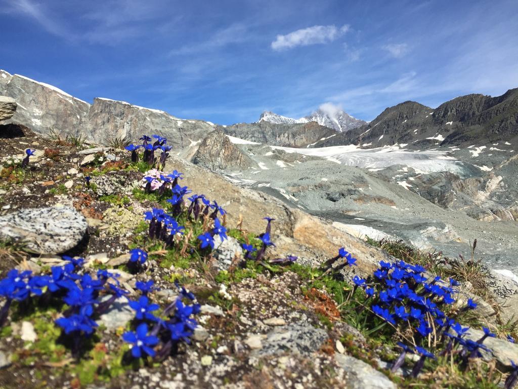 Elite Alpine Lodge - Apart & Breakfast Saas-Fee Exterior photo