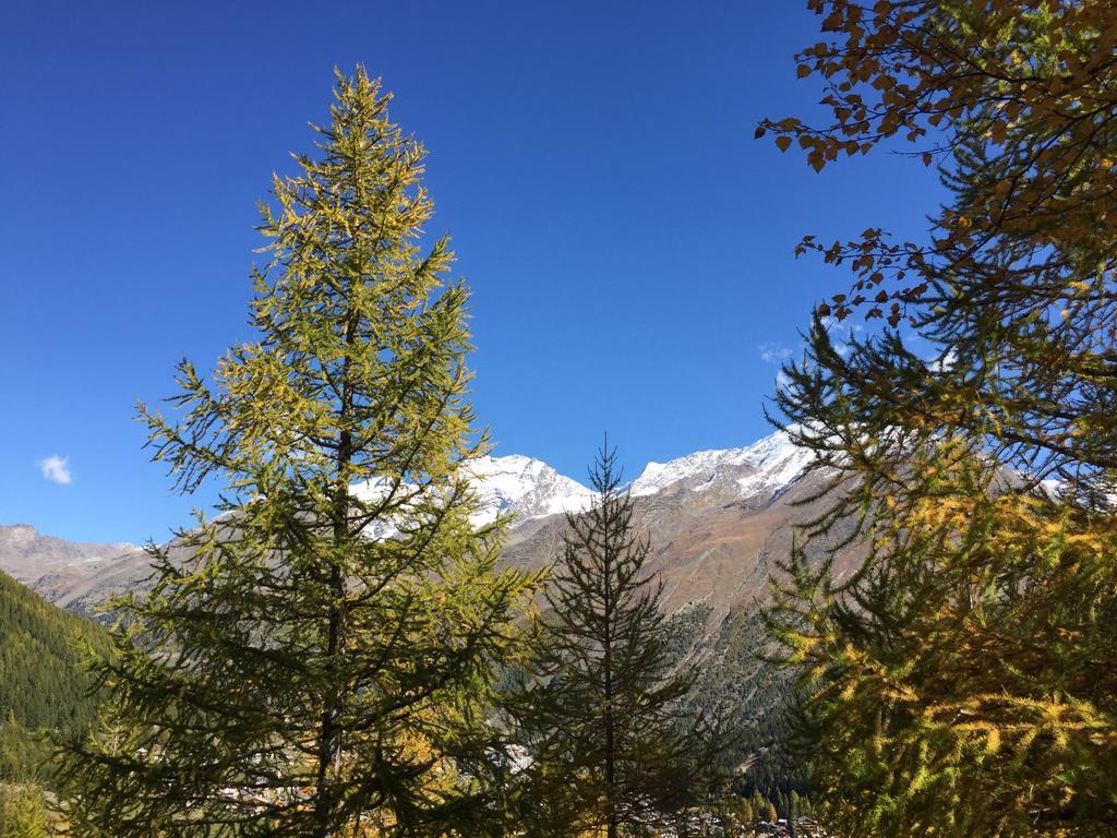 Elite Alpine Lodge - Apart & Breakfast Saas-Fee Exterior photo